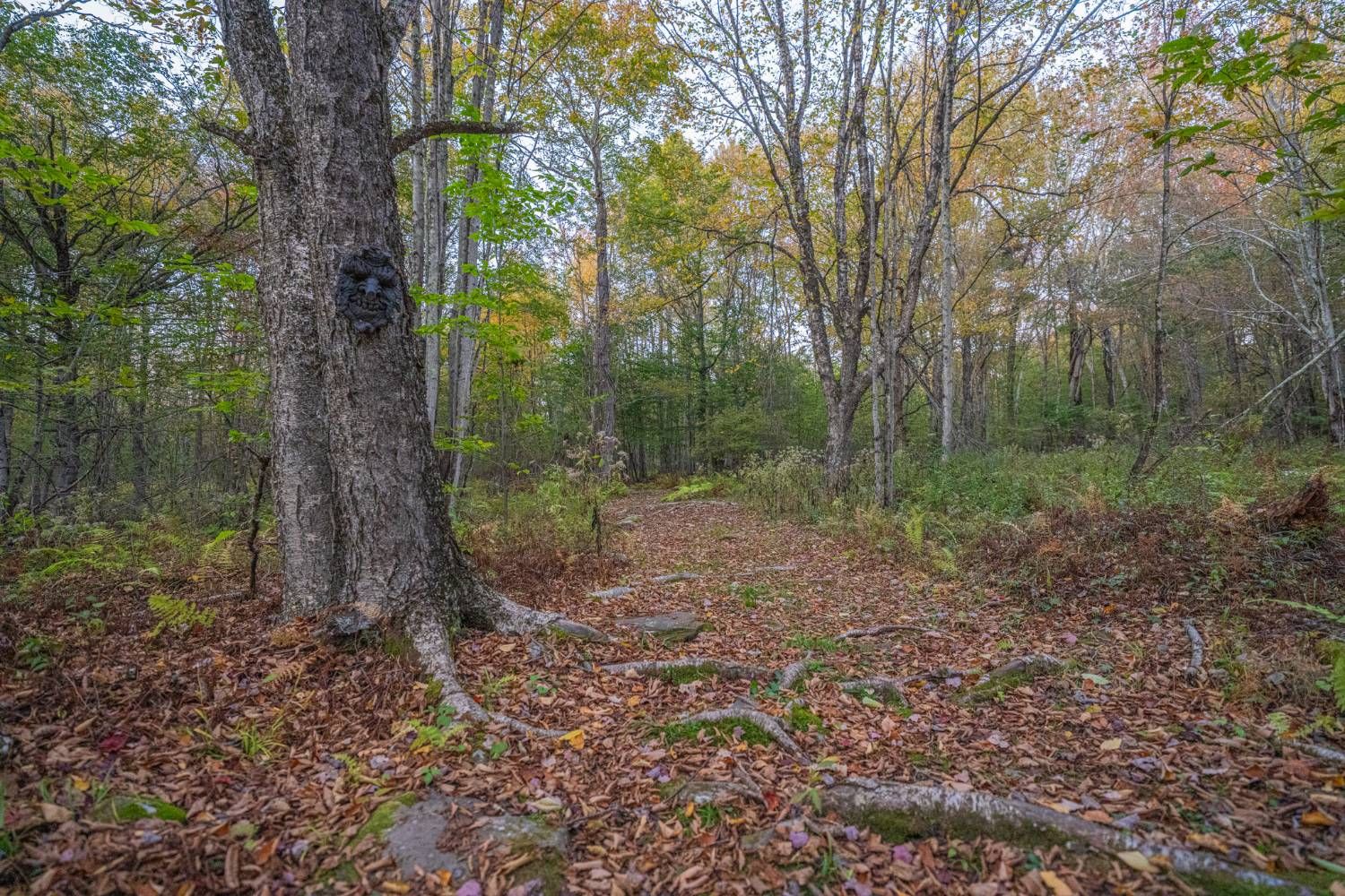 A carved face set into the trunk of a tree beside a path through the woods, roots and fallen leaves underfoot