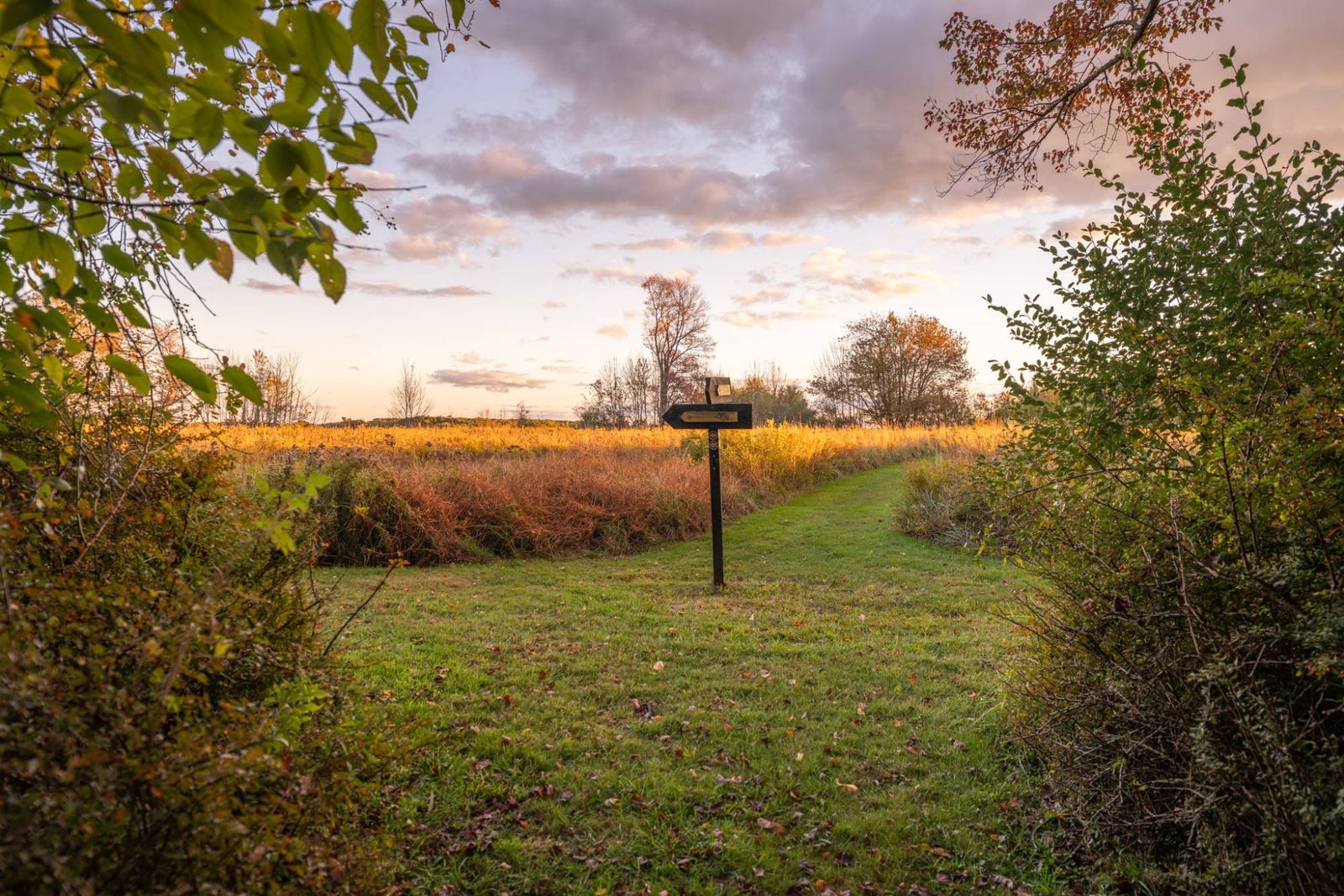 A trail sign where the mown path meets a meadow, framed by shrubs in the evening light